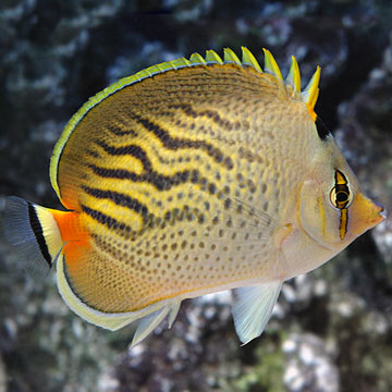 Sunset Butterflyfish 
(Chaetodon pelewensis)