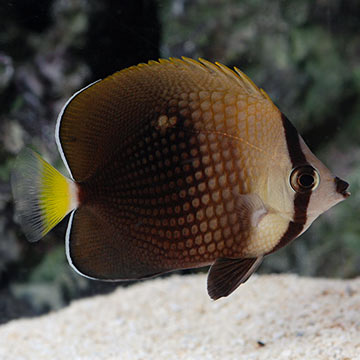 Tahitian Butterflyfish 
(Chaetodon trichrous)