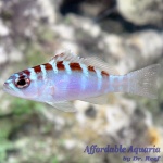 Chalk Bass (Wild Caught)