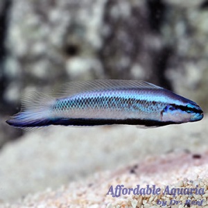 Captive-Bred Electric Indigo Dottyback