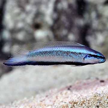 Captive-Bred Electric Indigo Dottyback
(Pseudochromis fridmani x sankeyi)