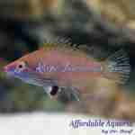 Pink-Streaked Wrasse