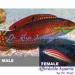 Xmas Red-lined Wrasse