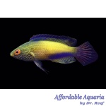 Golden Rhomboidalis Wrasse (Super Male)