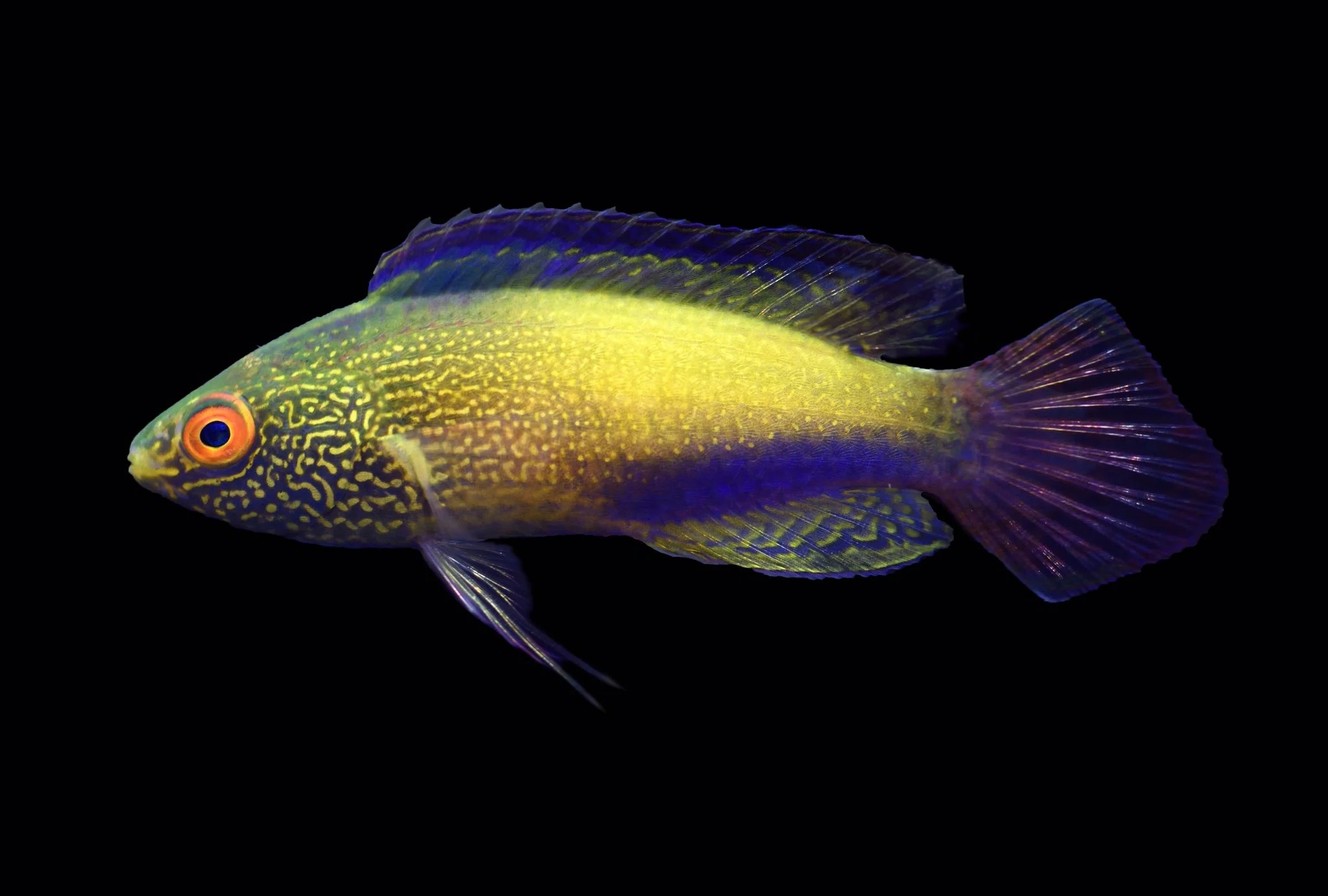 super Golden Rhomboidalis Wrasse (Super Male) - Image 1