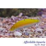 Yellow Wrasse - Image 2