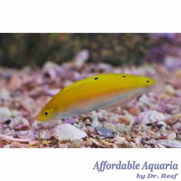 Yellow Chrysus Wrasse - Image 2