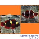 Gold Stripe Maroon Clownfish