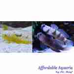 Yellow Watchman Goby