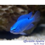 Blue Damselfish