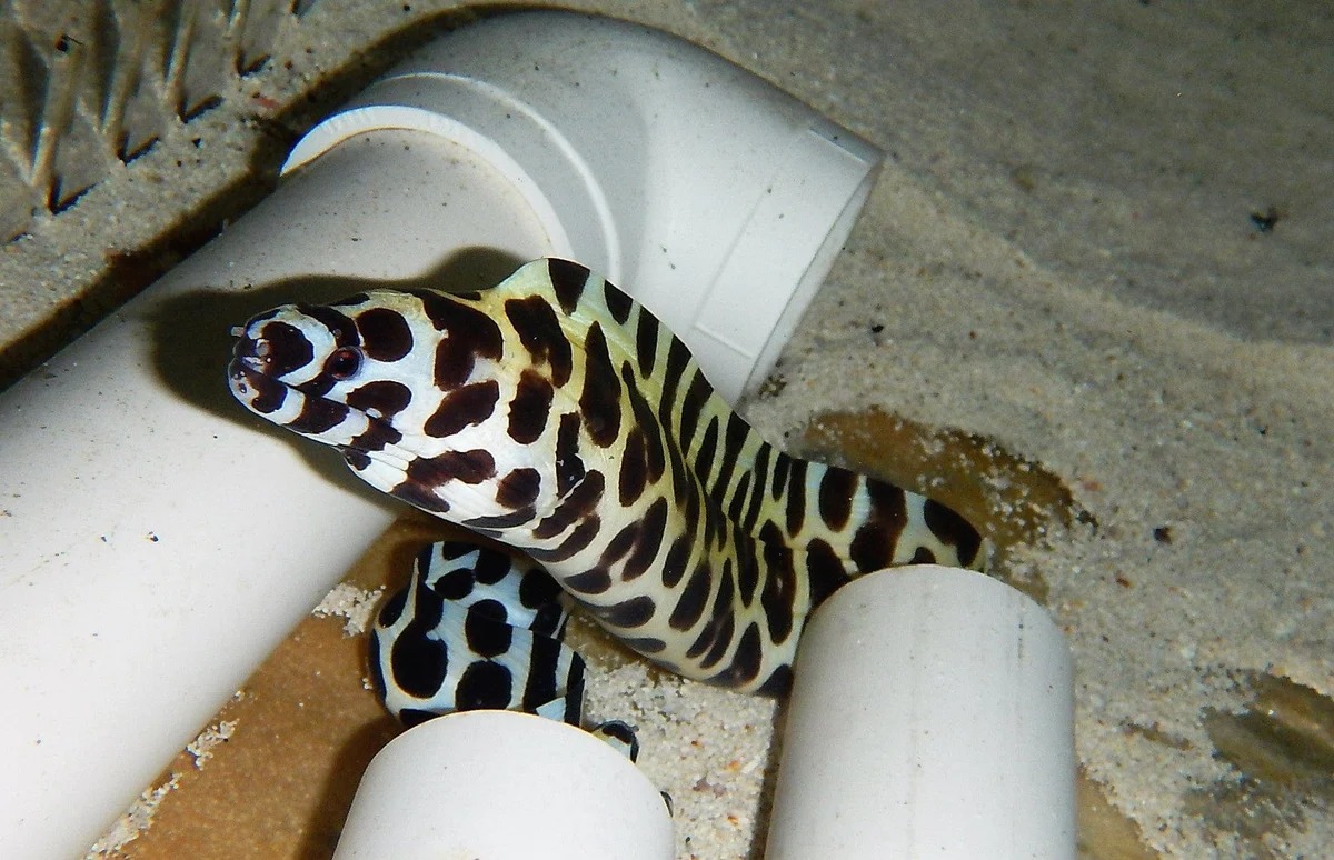 tesselataeel Tesselata Eel - Image 1