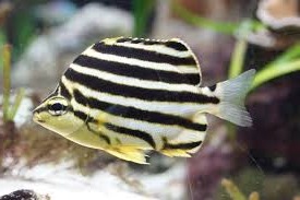 australianstripey Australian Stripey - Image 1