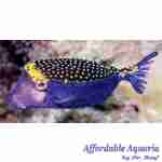 Blue Boxfish (Male)