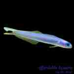 Blue Gudgeon Goby