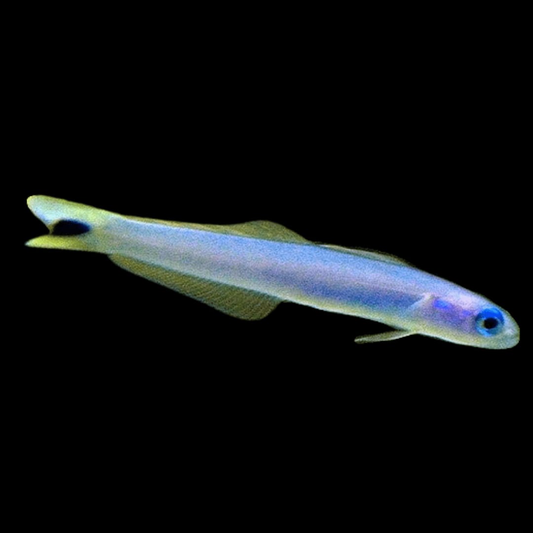 bluegudgeongoby Blue Gudgeon Goby - Image 1