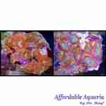 Rhodactis Mushroom Orange on a rock