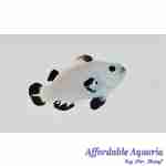 Snow Storm Clownfish