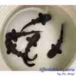 Short-Tail Nurse Shark Pup