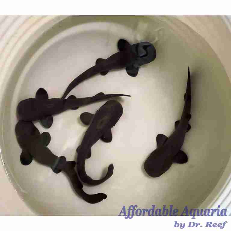 Tigrio Short-Tail Nurse Shark Pup | Affordable Aquaria