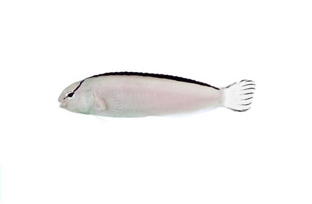 smithsblenny Smith’s Blenny - Image 1