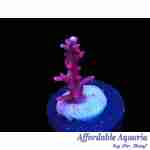 Acropora - Dragon Red
