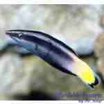 Bicolor Cleaner Wrasse
