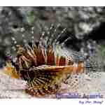 Dwarf/Zebra Lionfish