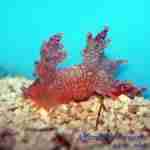 Orange Dragon Slug