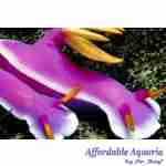 Purple Sea Slug