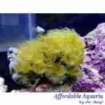 Yellow Polyp