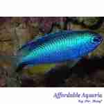 Allen's Damselfish