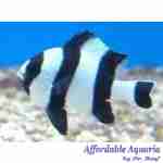 Four Stripe Damselfish