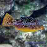 Blue Spot Puffer