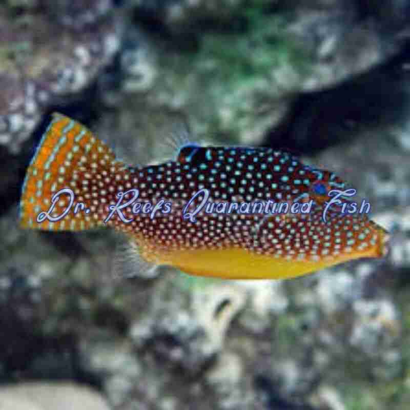 blue-spot-puffer-1 Blue Spot Puffer - Image 1