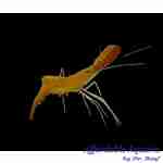 Shrimp - Donald Duck