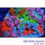 Rock Flower Anemone