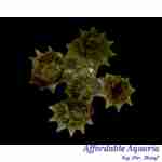 Spiny Star Astraea Snail