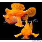 Orange Angler
