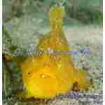 Shaggy Angler - Image 2