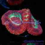 Acan – Blood Moon