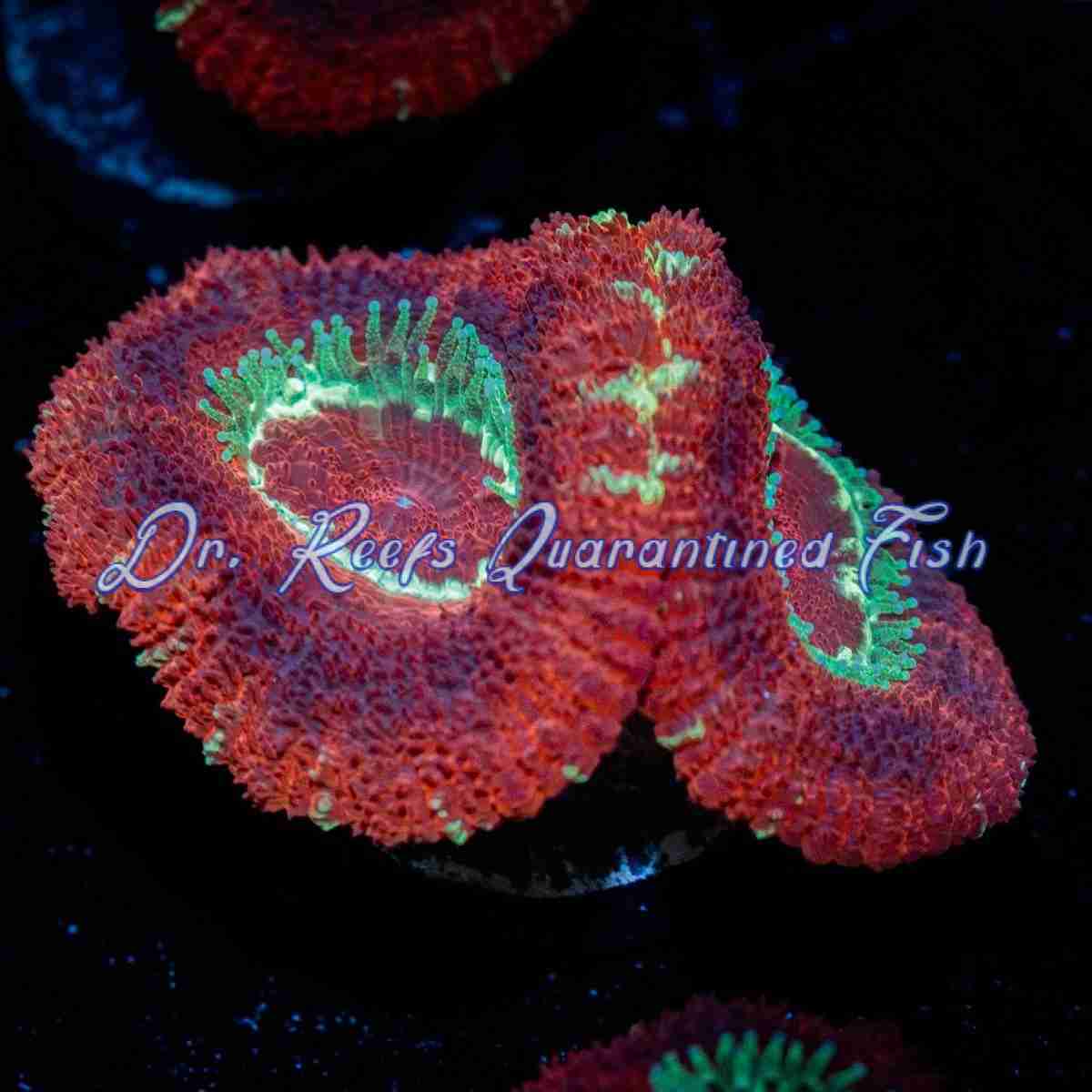 acan-blood Acan – Blood Moon - Image 1