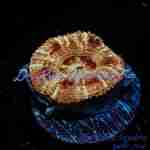 Acan – Golden Basket