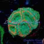 Acan – Gatoraid