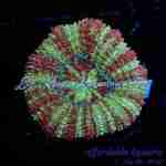 Acan – Hawk Eye