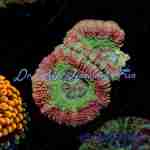 Acan – Hulk Smash