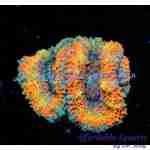 Acan – Sunrise Rainbow