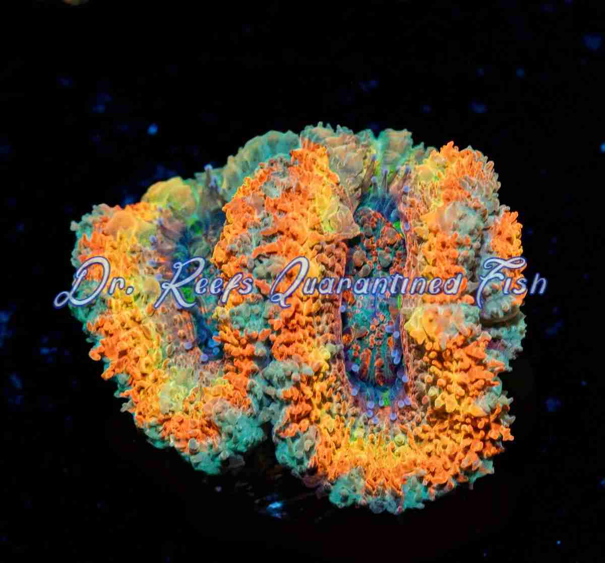 acan-sunrise Acan – Sunrise Rainbow - Image 1