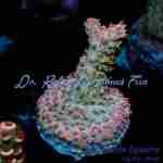 Acropora – Buzz LightYear