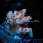 Acropora – Optimus Prime