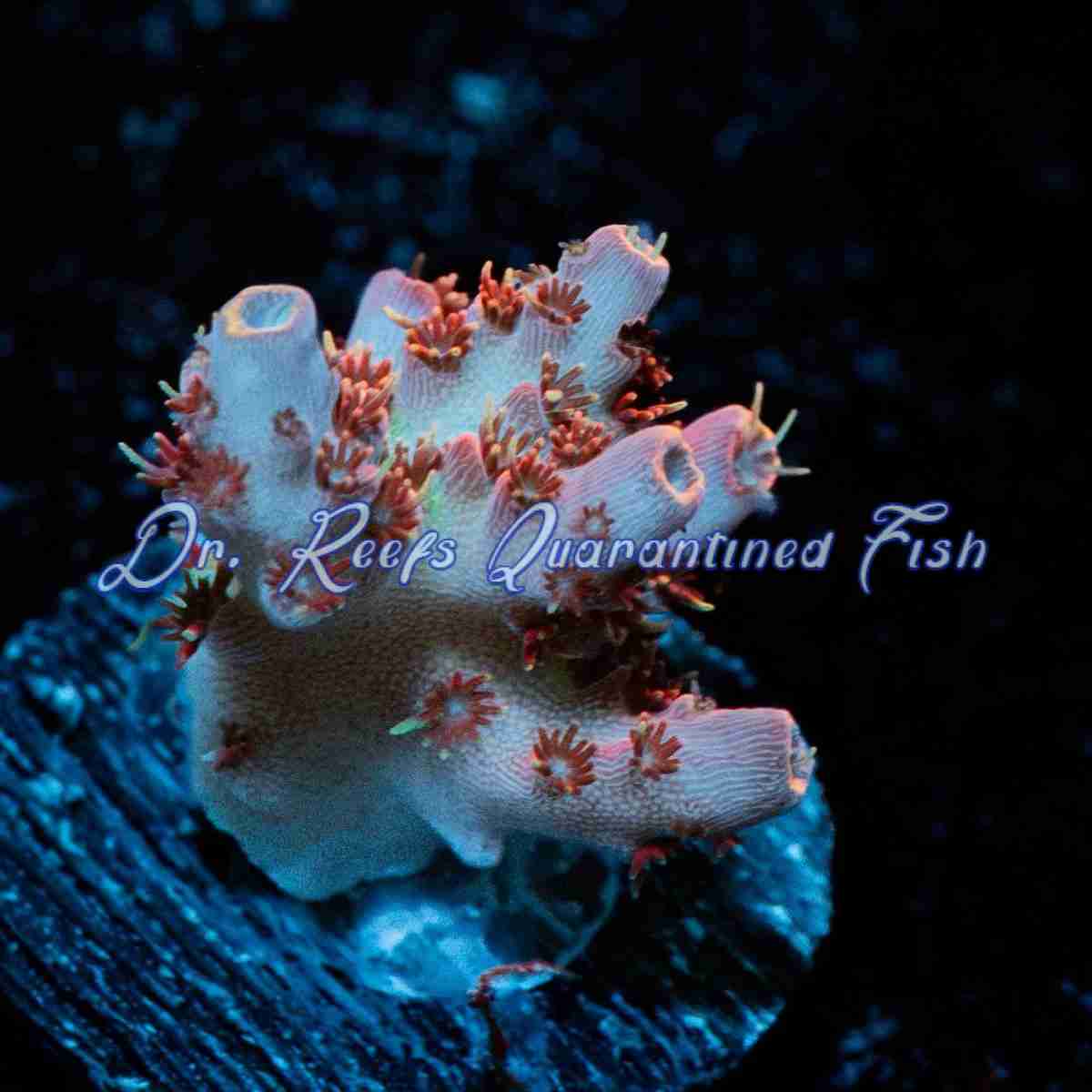 acro-optimus Acropora – Optimus Prime - Image 1